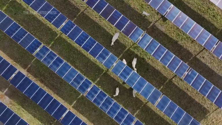 Cattle graze beneath solar panels at first-of-its-kind Tennessee farm