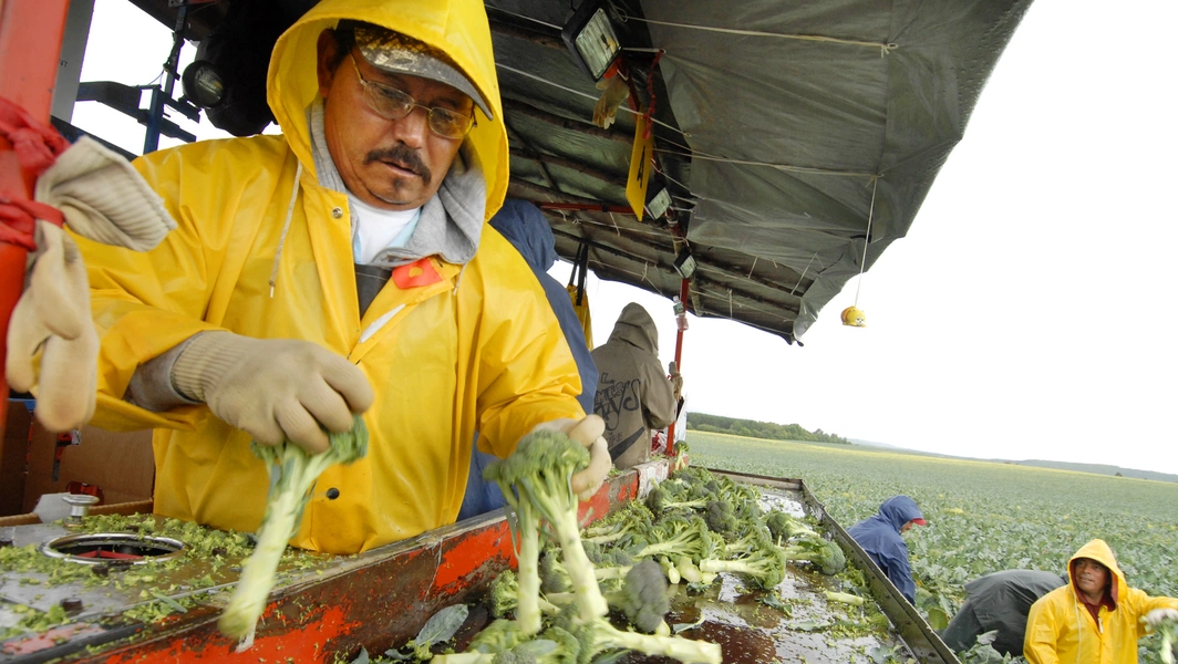 Why you should love your veggie stalks