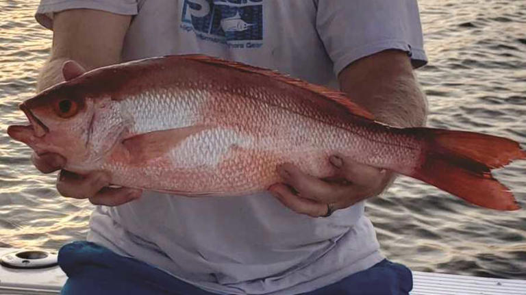 Georgia anglers get expanded red snapper season under new state project