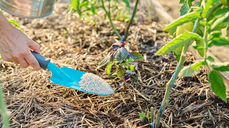 What to do with your basil in May to ensure it grows strong all summer