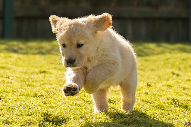 Meet Buzz the guide dog puppy who is training for infinity and beyond
