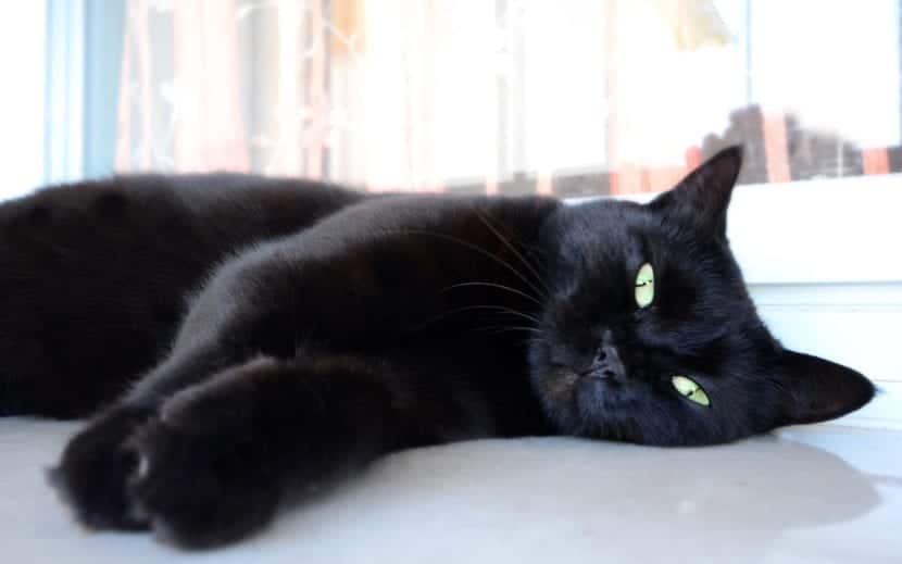 Carácter del gato negro: personalidad, mitos y adopción responsable