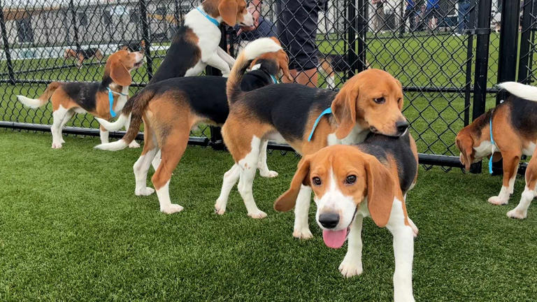 Florida welcomes more than 200 beagles rescued from research breeding ...