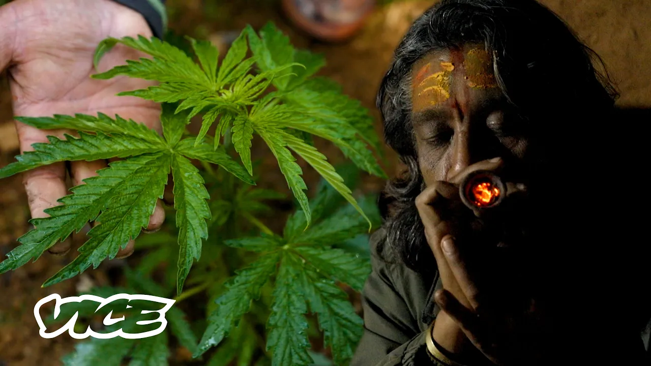 O país onde maconha é legalizada por um dia: conheça essa história curiosa