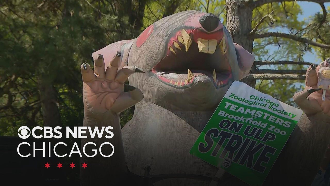 More than 100 staff at Brookfield Zoo go on strike