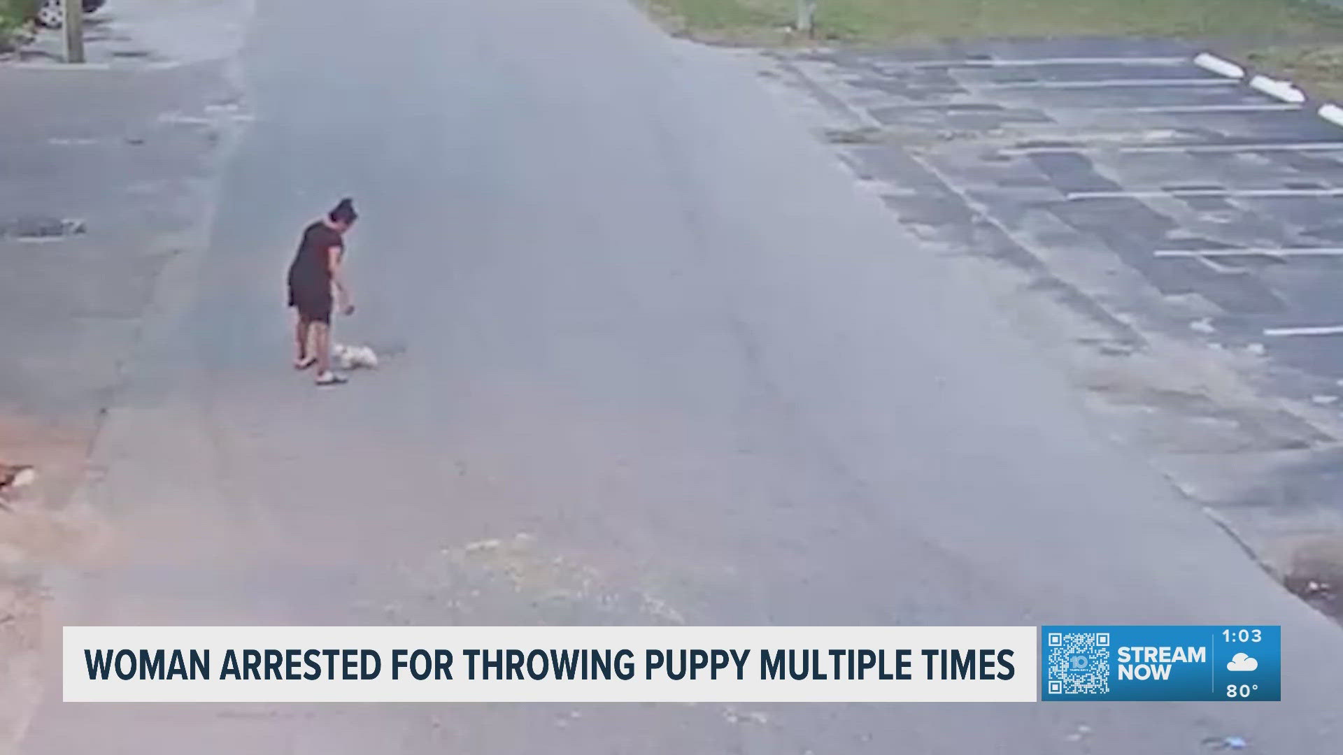 Woman arrested for throwing dog multiple times, Hillsborough County ...