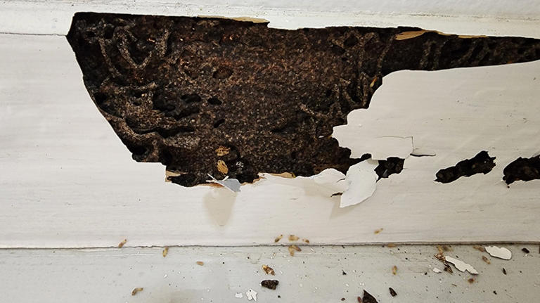 What to do if you find a termite swarm near your home