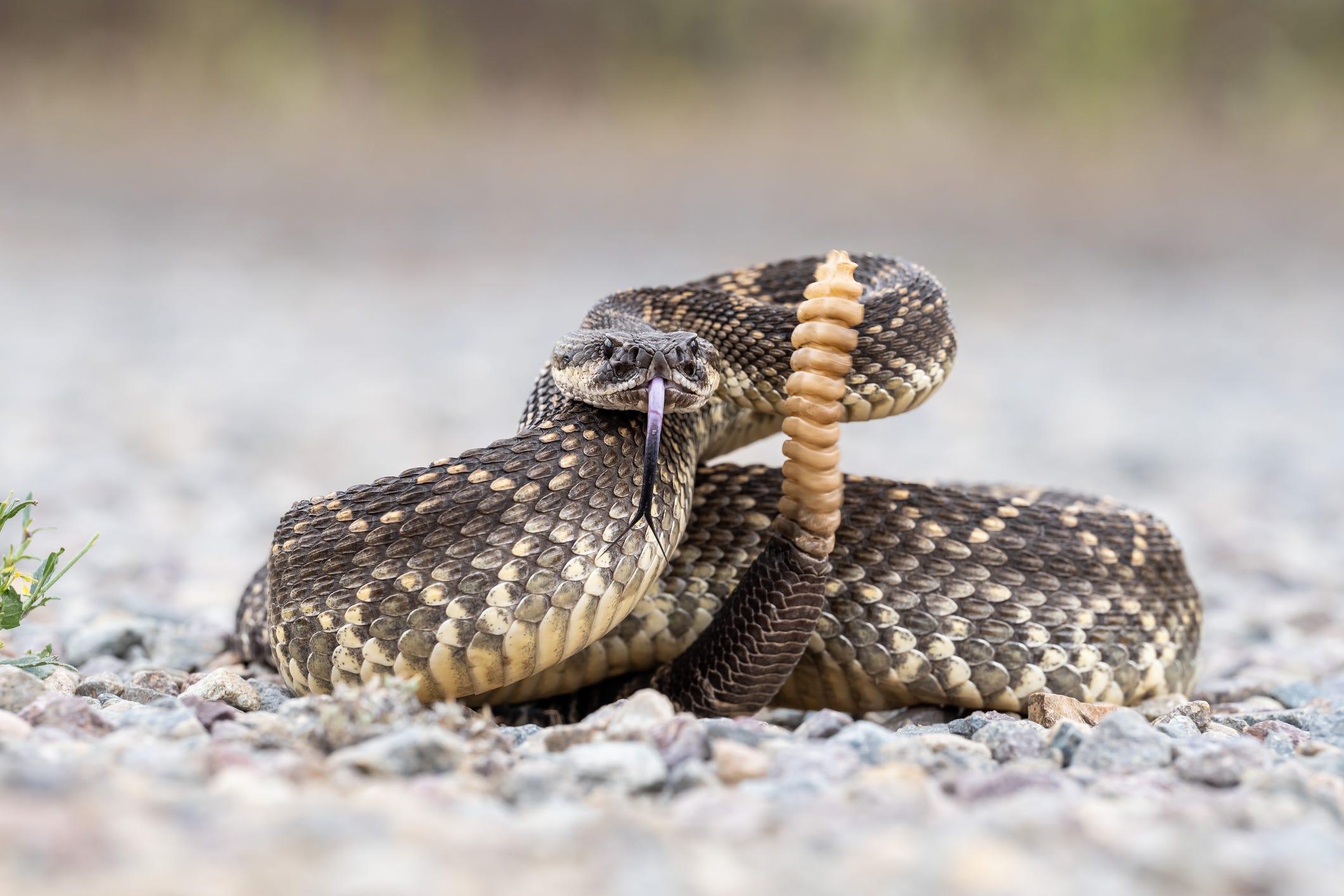 Rattle Snake Coiled and ready to strike. The snake is on a gravel path in a Nature Preserve in Southern California.