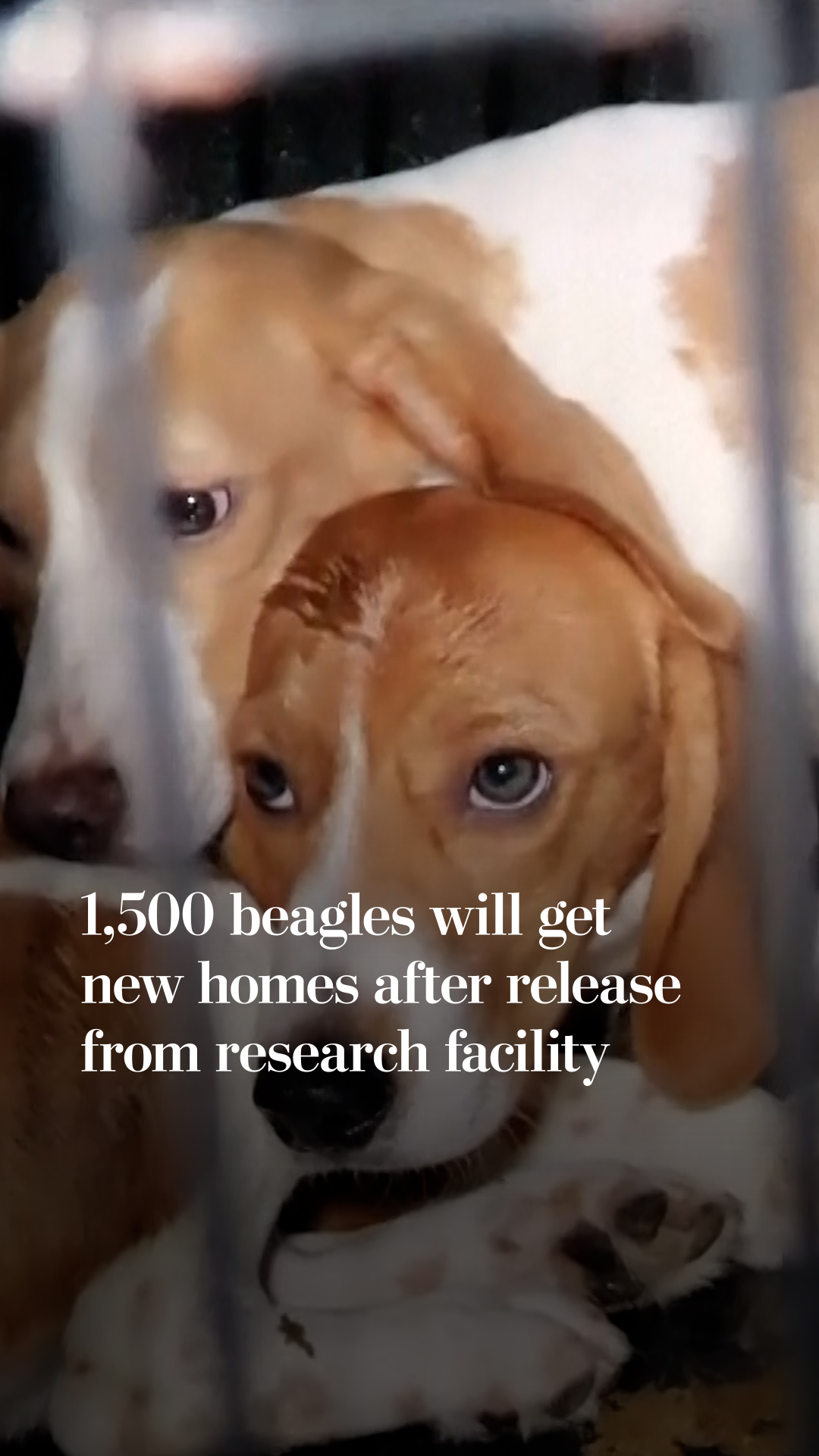 1,500 beagles released from research facility