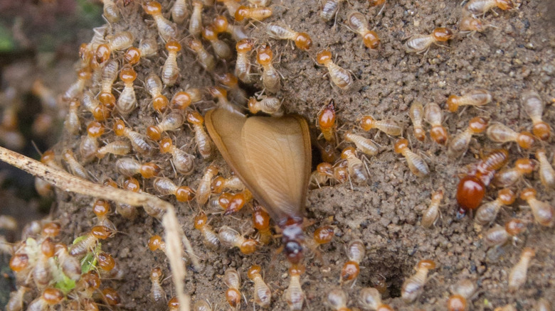 What to do if you find a termite swarm near your home