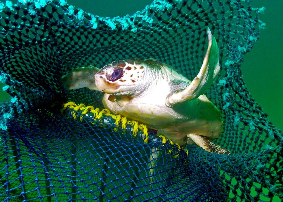 How new fishing tech can reduce bycatch of turtles and other creatures