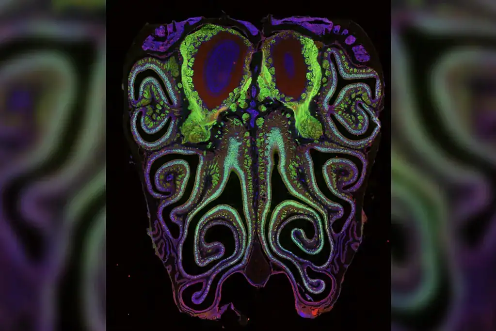 Scientists create first 'map of smell,' revealing how noses track odors