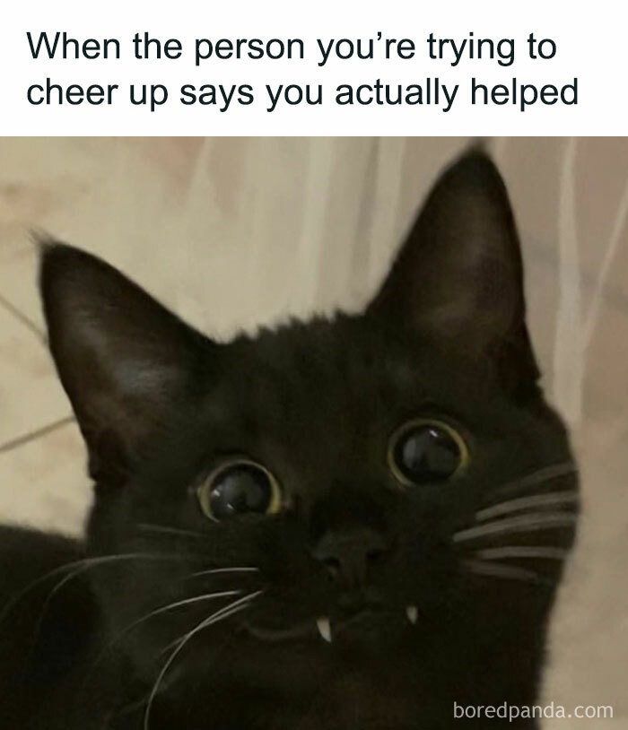 74 silly memes that feel suspiciously relatable