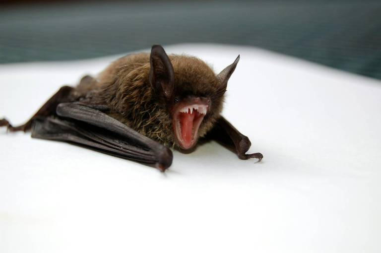 Don’t touch bats: Tips to prevent rabies exposure