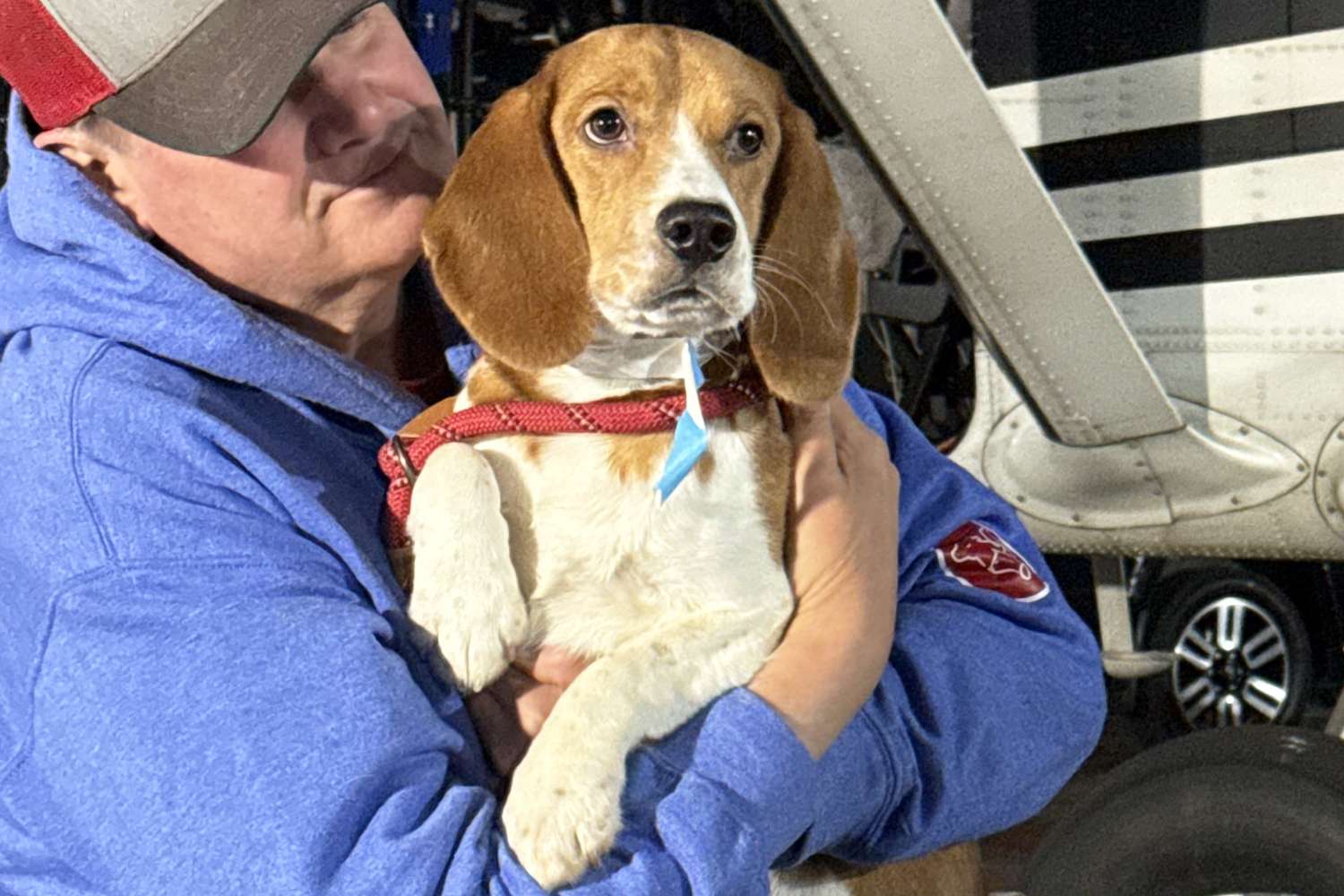 Rescue flight takes 16 beagles who 'only knew confinement' from ...