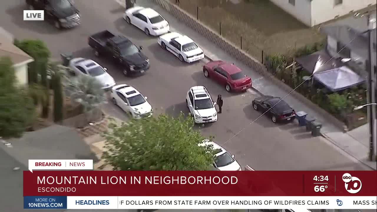 Mountain lion in Escondido neighborhood
