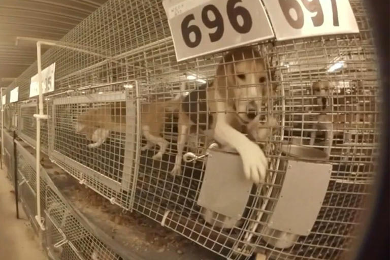 1,500 beagles rescued from troubled Ridglan Farms after animal ...