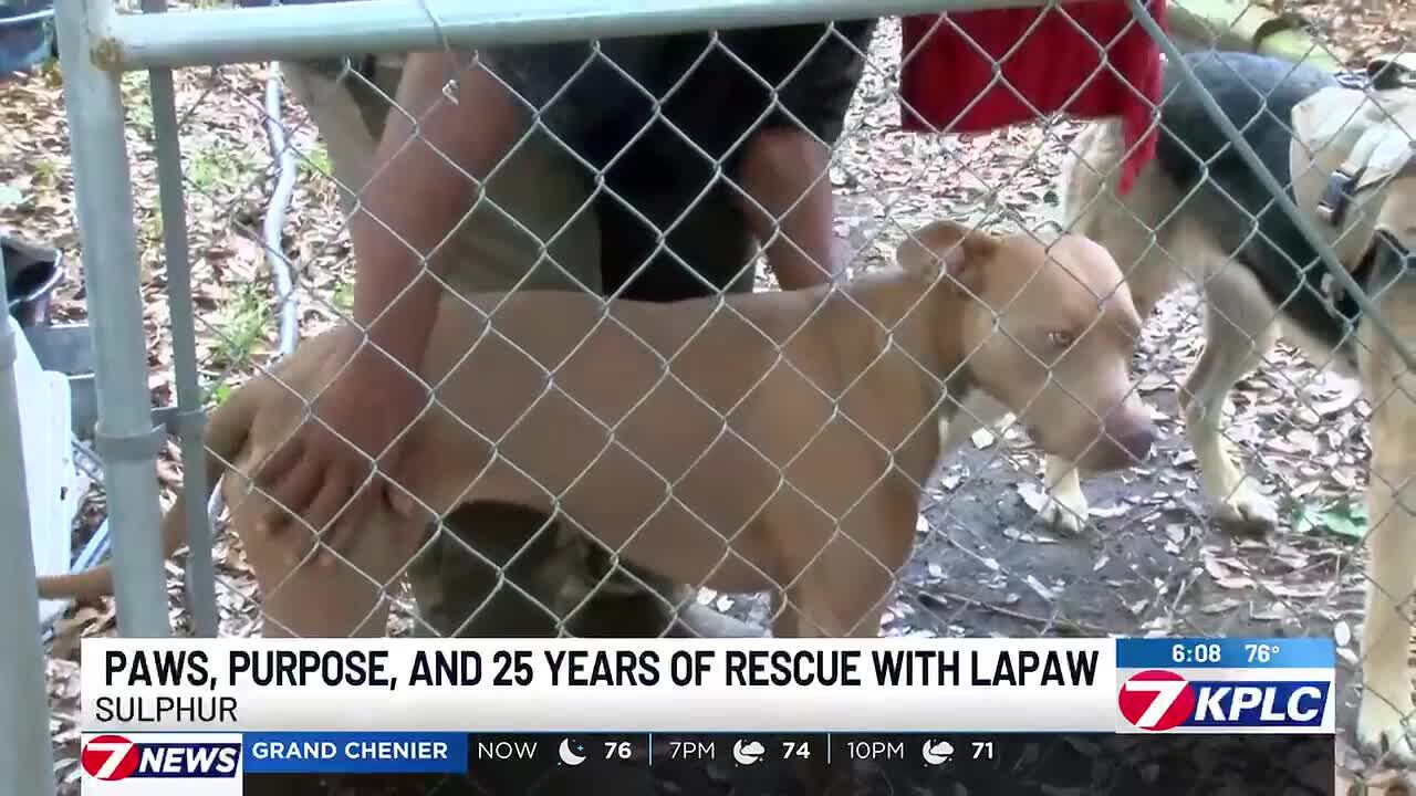 Home is where the paws are: Inside LAPAW’s 25-year rescue mission