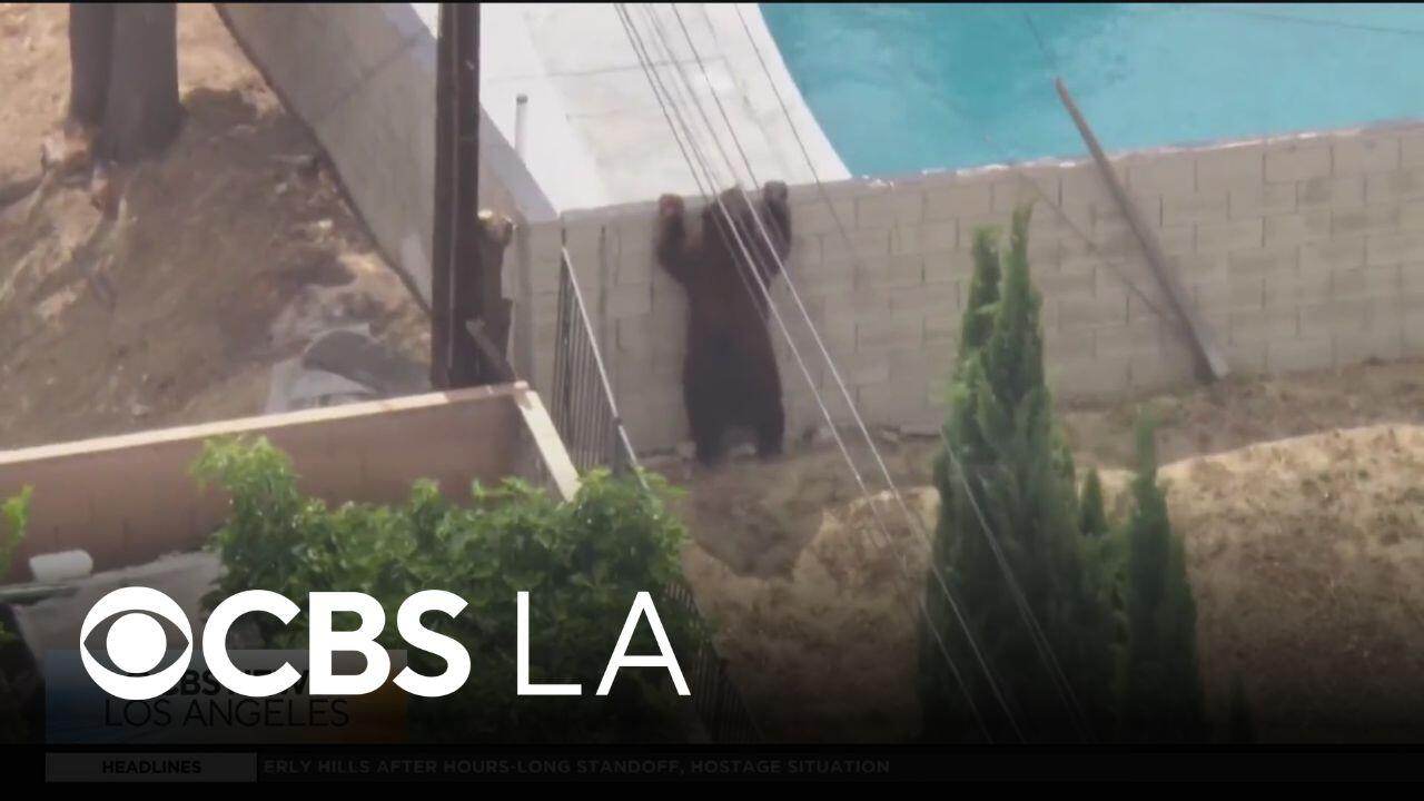 Bear strolling through Pacioma neighborhood is tranquilized and sent ...