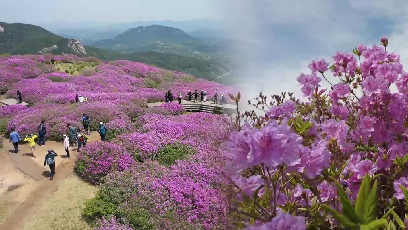 하늘과 맞닿은 분홍 융단…황매산 철쭉 절정