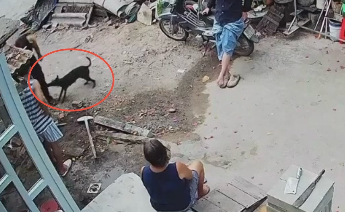 Một con chó nghi dại cắn nhiều người dân ở Lâm Đồng