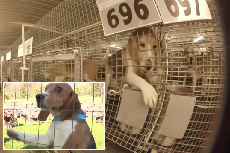 1,500 beagles rescued from troubled Ridglan Farms after animal ...