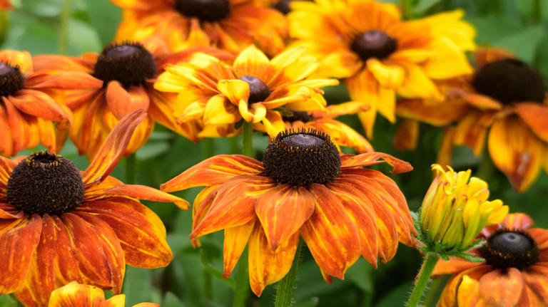 Prune these 7 plants in May for beautiful blooms all summer