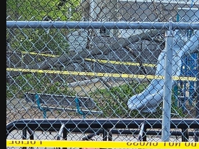 3 injured after massive tree falls on Melrose Elementary School playground