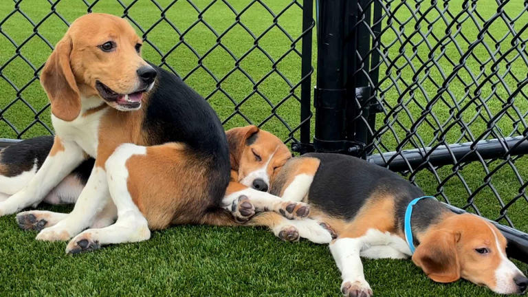 Florida welcomes more than 200 beagles rescued from research breeding ...