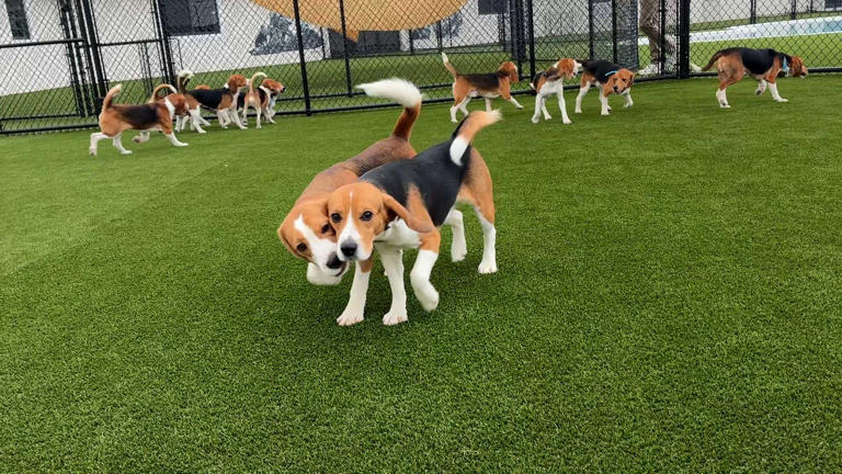 Florida welcomes more than 200 beagles rescued from research breeding ...