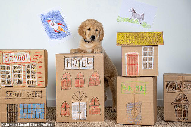 Meet Buzz the guide dog puppy who is training for infinity and beyond