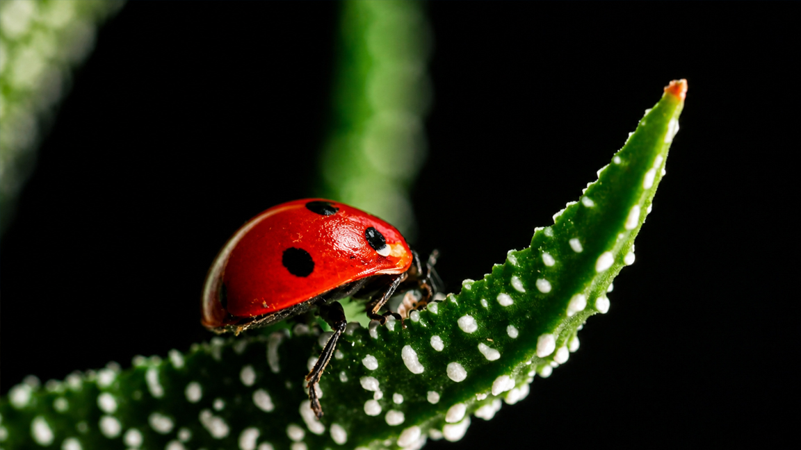 Ladybug in natural habitat with dark background contrast