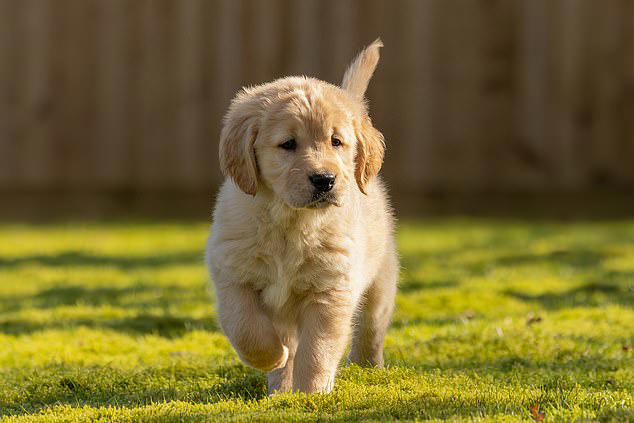 Meet Buzz the guide dog puppy who is training for infinity and beyond