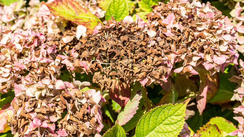 Spring pest alert urges hydrangea owners to act early