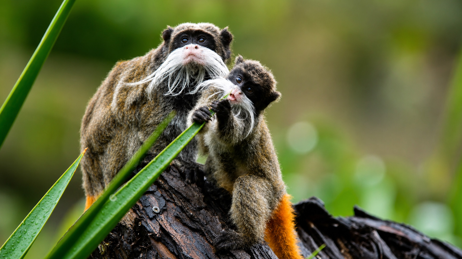 El mono con barba natural