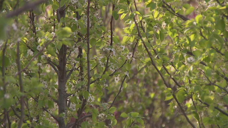 Unpredictable spring weather may cause chaos for local gardeners this year