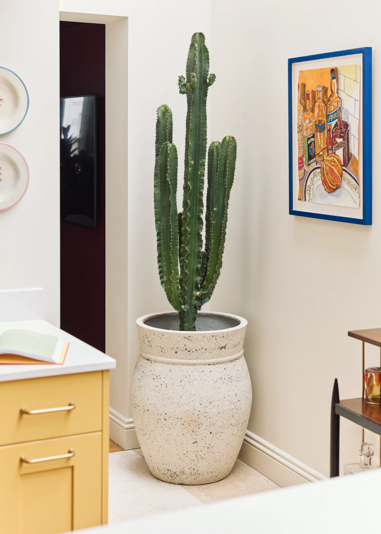 5 structural houseplants to style in your home