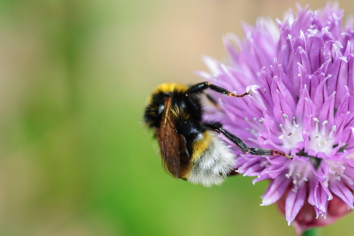 Your ultimate guide to identifying the bees in your garden