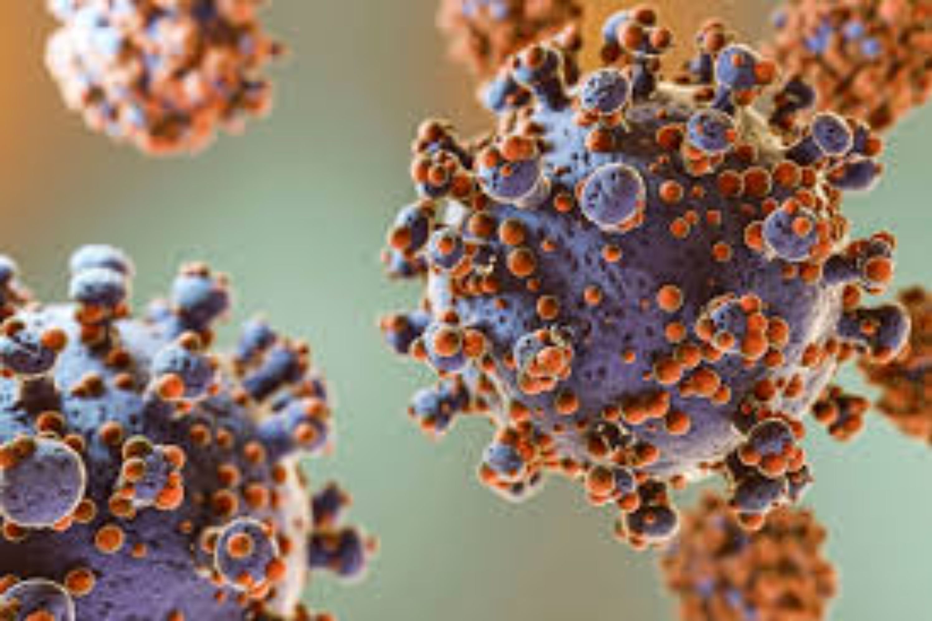 Mantan Direktur WHO Ingatkan Indonesia Waspadai Hantavirus, Ini 5 Perkembangannya
