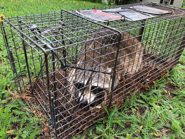 Why is there raccoon bait falling from the sky?
