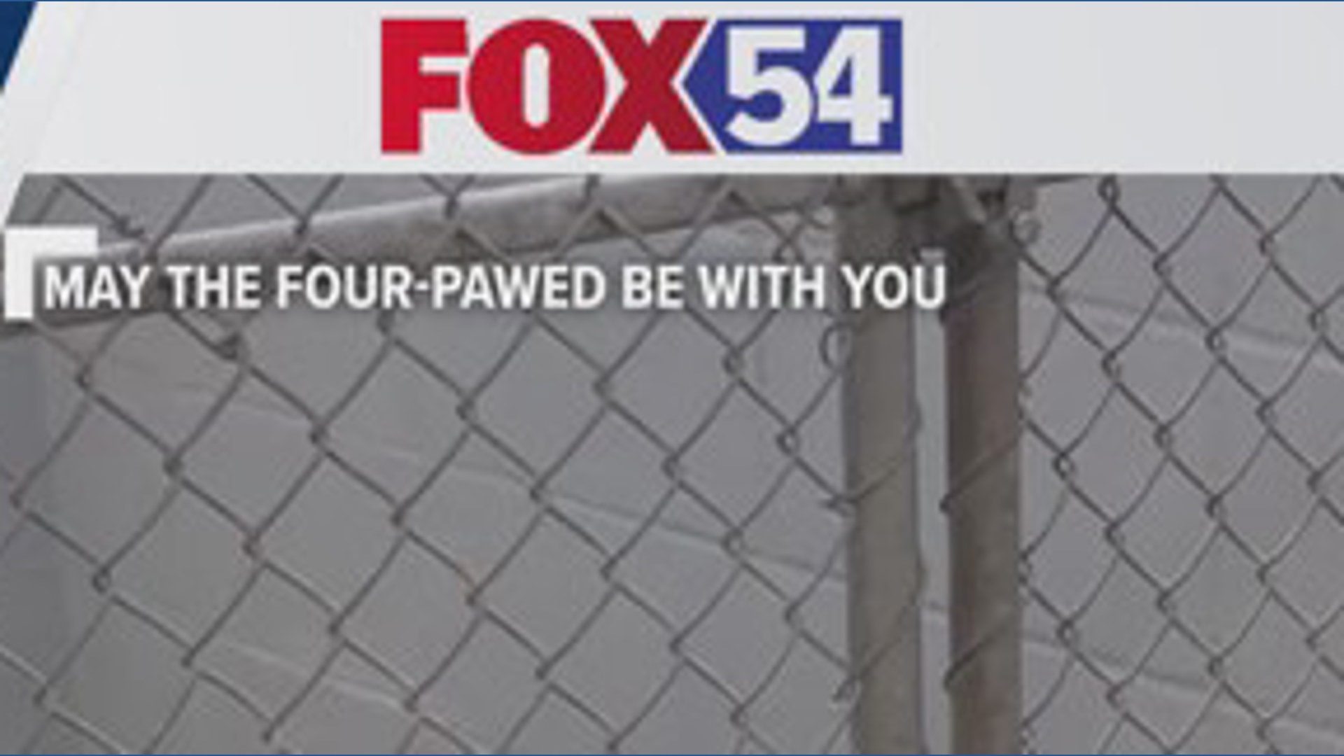 May the four-pawed be with you!