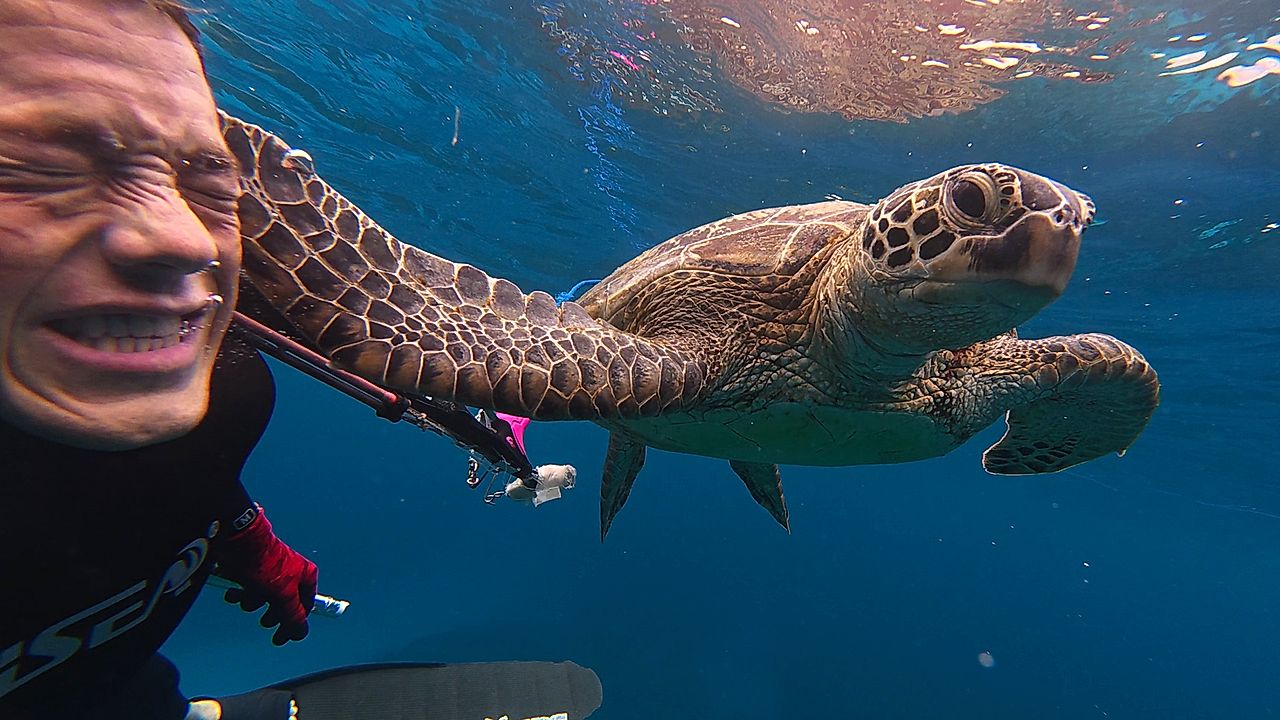 Diver goes viral after getting slapped in the face by sea turtle
