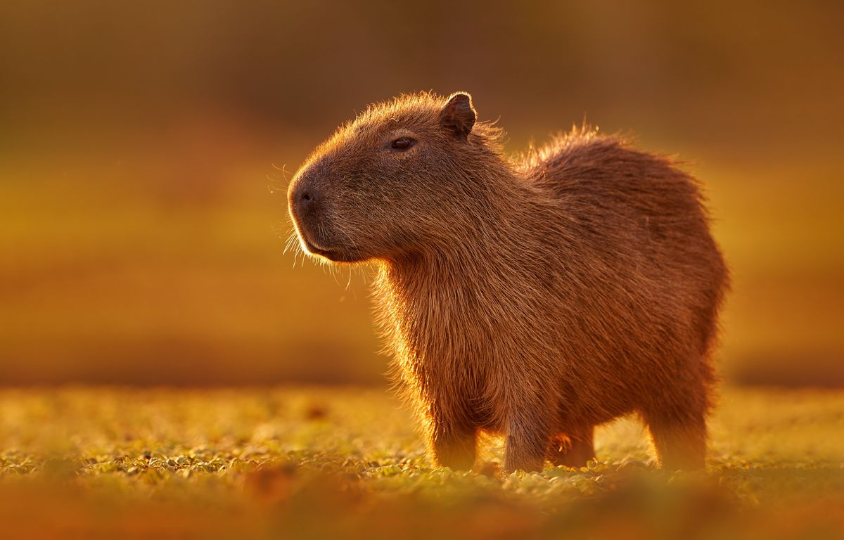 capybara-ce-rongeur-g-ant-peut-dispara-tre-sous-l-eau-pendant-5-minutes