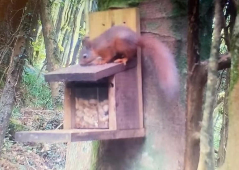 ‘Big step’ as first red squirrel kit spotted in Co Down forest three ...