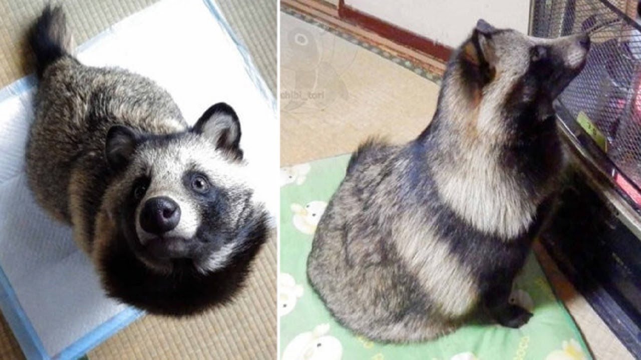 There's a dog breed that looks like a raccoon and a guy in Japan has one