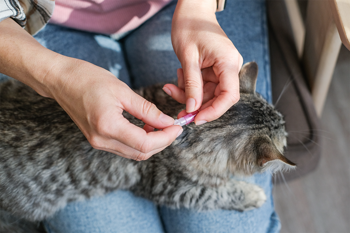 Curated visual reference: Visual Reference: Best Cat Flea Treatments 2026 Recommended By Vets