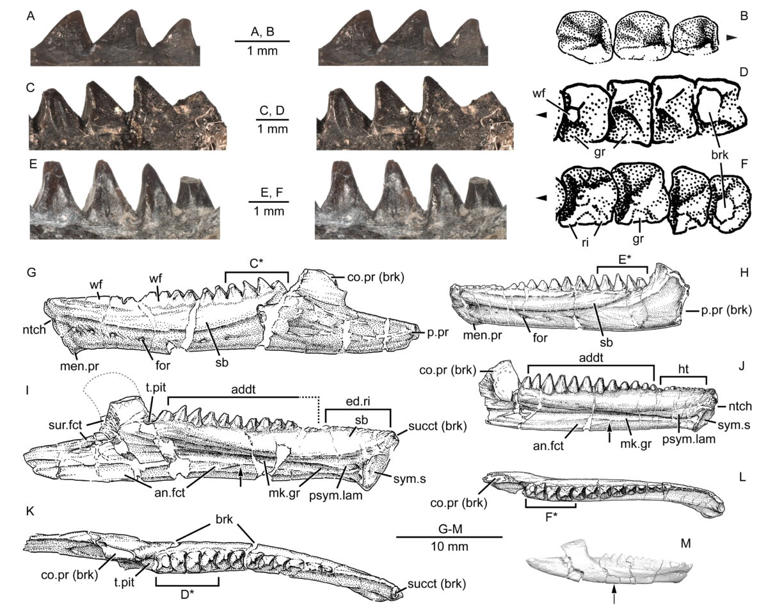 Scientists just found a nearly complete 16-centimeter fossil near a ...