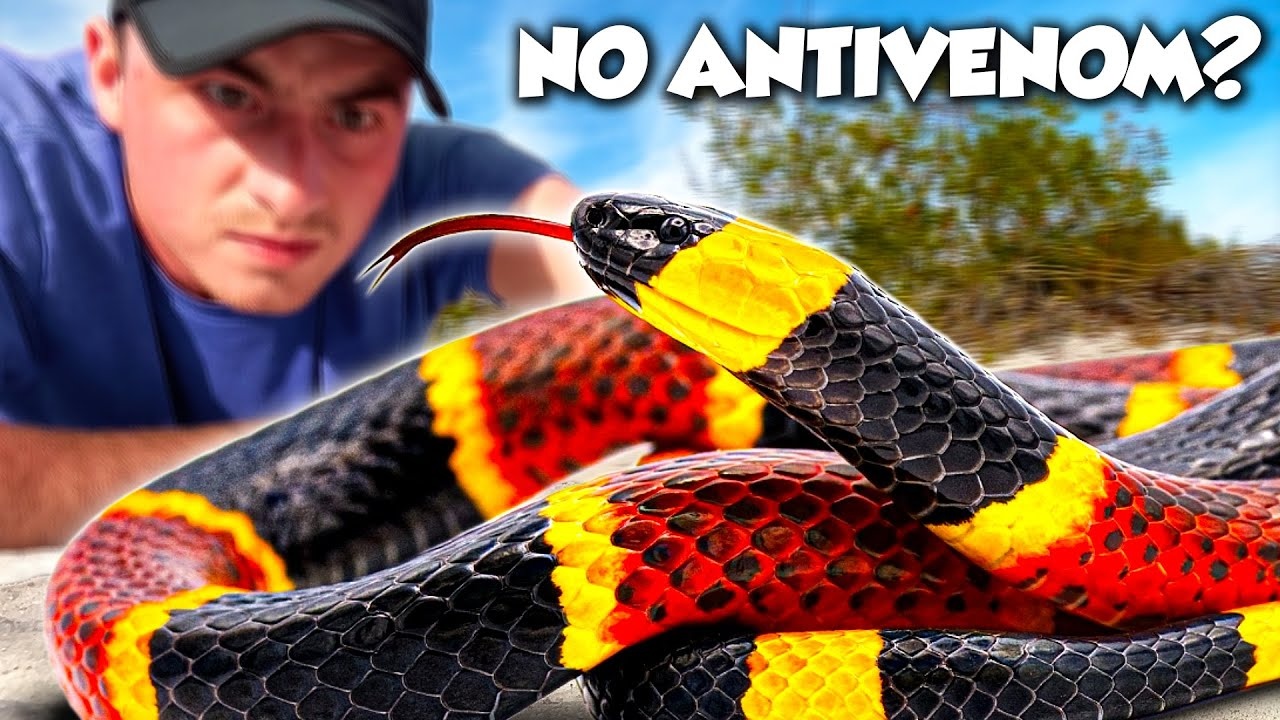 America’s most dangerous snake - and how one bite can cause fatal paralysis
