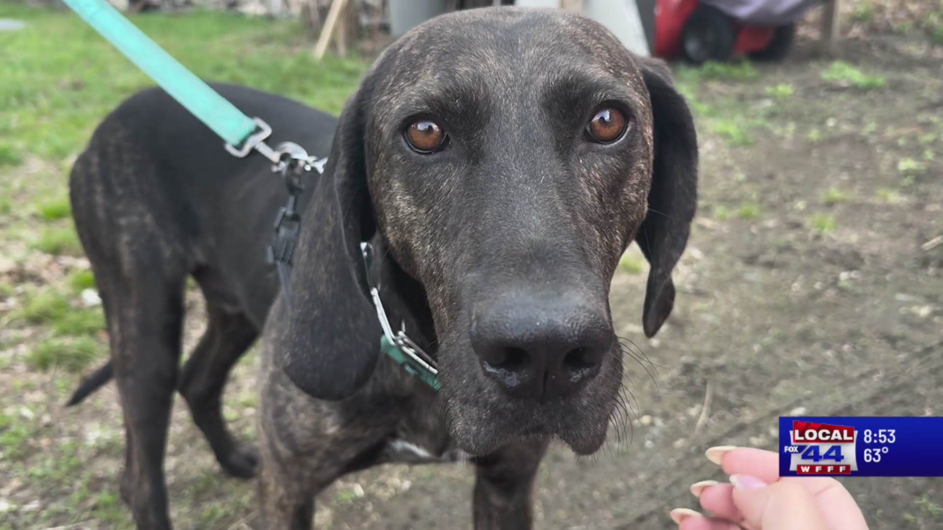 Rio has the potential to be a grand family dog