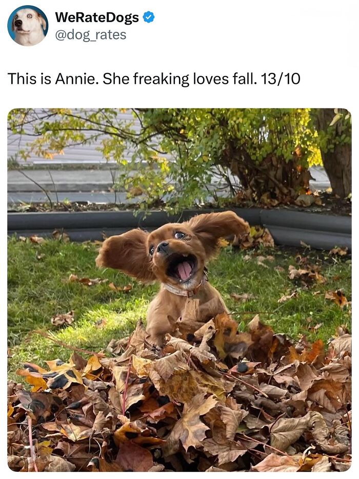35 dog memes that capture how hilariously strange canine logic is